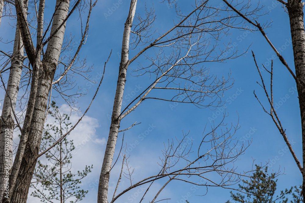 Obraz premium dettagli in primo piano del fusto bianco e dei rami spogli di alcuni alberi di betulla, di giorno, con cielo azzurro sullo sfondo