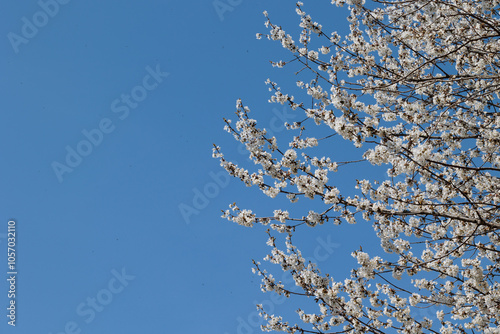 primo piano della chioma di un albero di ciliegio pieno di fiori bianchi, illuminato dal sole, di giorno, in primavera, con cielo azzurro e sereno sullo sfondo photo