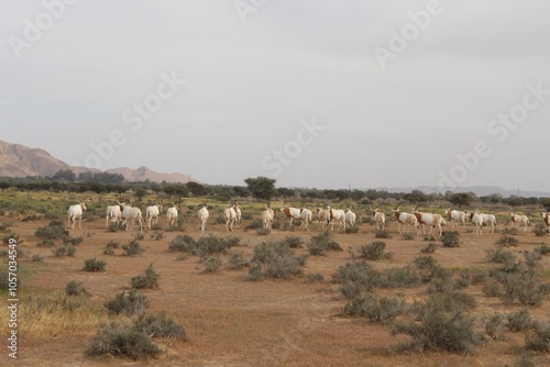 Savannah, North Afrika, Bouhedma National park, southern Tunisia