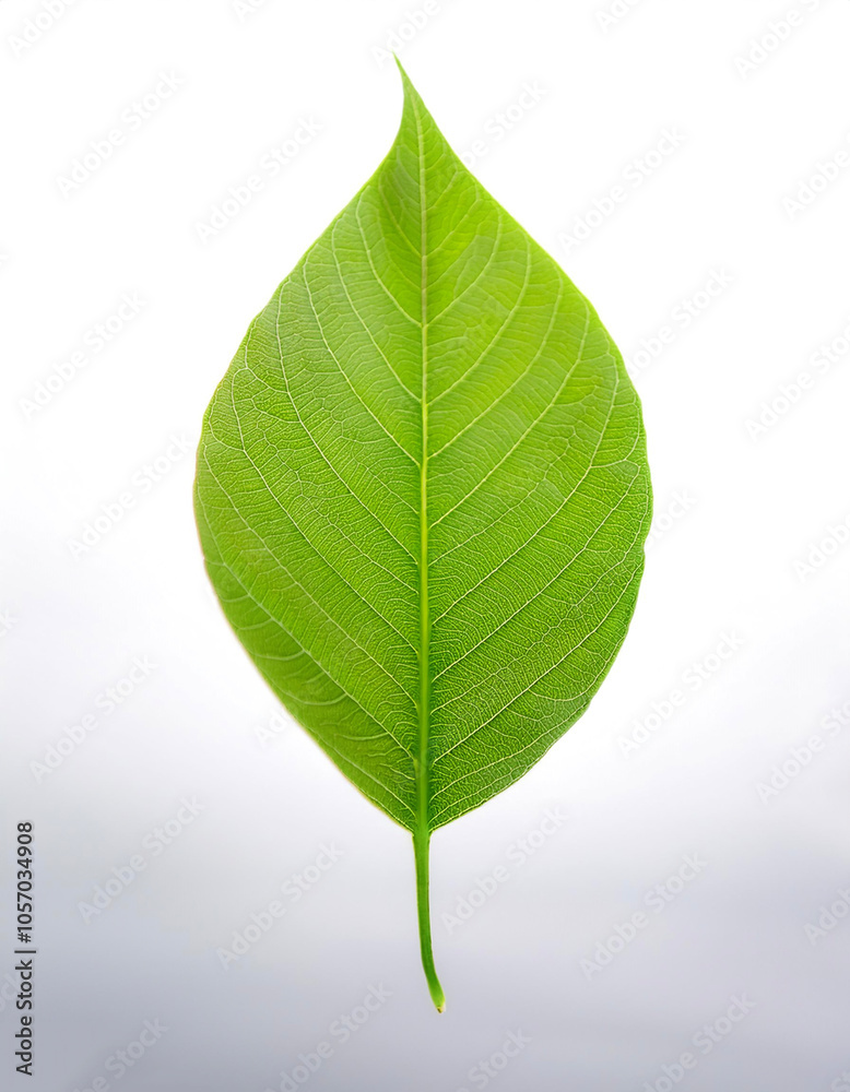 Green leaf floating or flying isolated white background