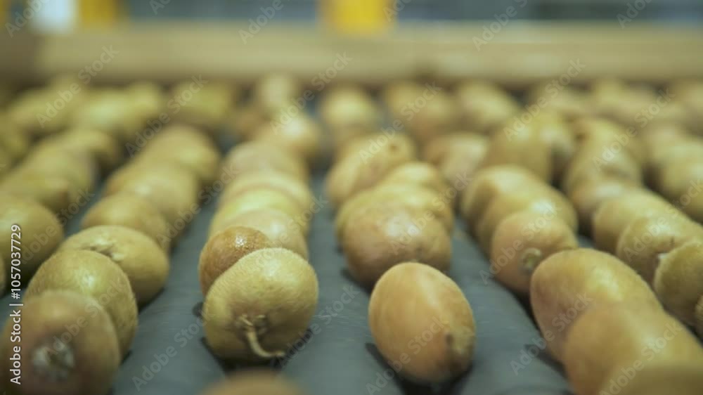 Kiwi fruits rolling on a conveyor belt inside a processing factory in Shaanxi Province, China.