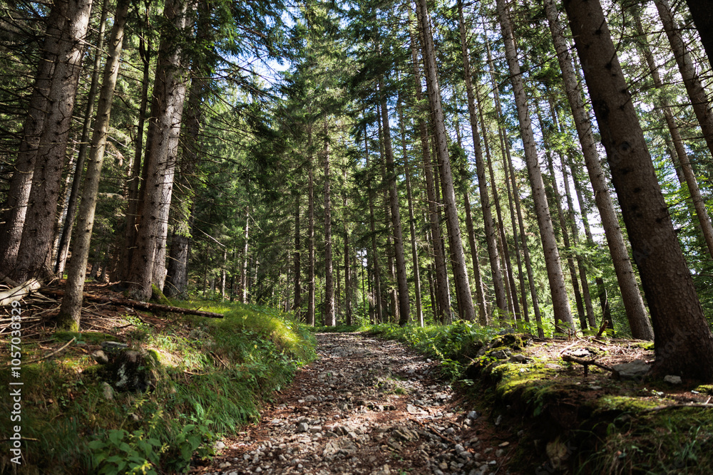 panoramica su un sentiero che sale attraverso un bosco di abeti in un ambiente naturale di montagna, di mattina, in estate