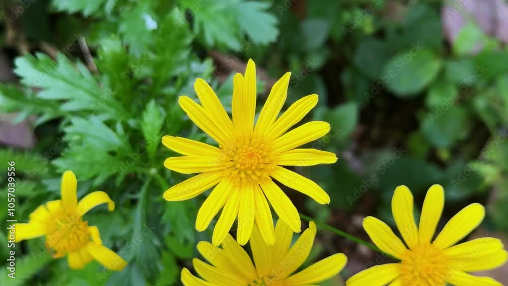 Bright yellow flowers bloom with green leaves in a lush garden setting Bright yellow flowers bloom with green leaves in a lush garden setting