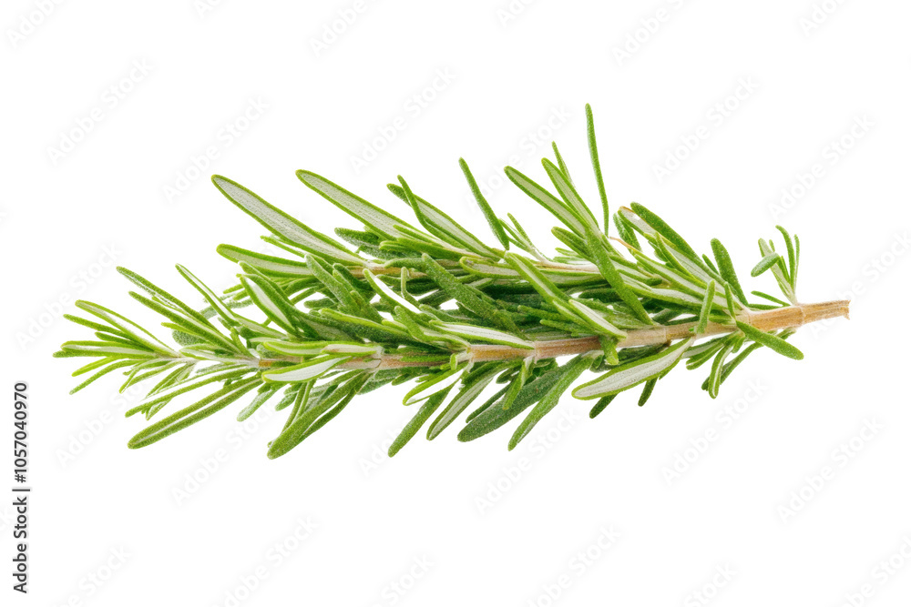 Fresh rosemary sprig on a white isolate background, perfect for culinary presentations and herbal themes. Fresh rosemary sprig on a white isolate background, perfect for culinary presentations and herbal themes.