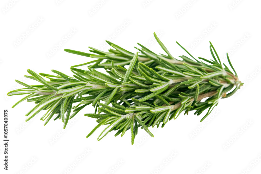 Fresh rosemary sprig on a white isolated background, perfect for culinary and herbal presentations. Fresh rosemary sprig on a white isolated background, perfect for culinary and herbal presentations.