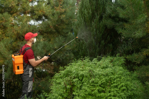 Gardener wearing a protective mask sprays insecticide on a hedge using a backpack sprayer. The process emphasizes safety and pest control in outdoor gardening activities photo