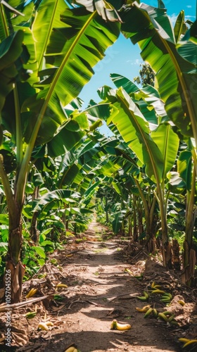 A serene scene in a banana plantation with a path lined by tall trees, yellow bananas on the ground, under a clear blue sky. Peaceful and lush environment.