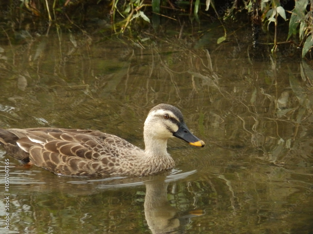 カルガモ(Spot-billed duck)の優雅な姿 カルガモ(Spot-billed duck)の優雅な姿