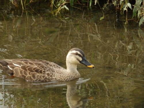 カルガモ（Spot-billed duck）の優雅な姿 photo