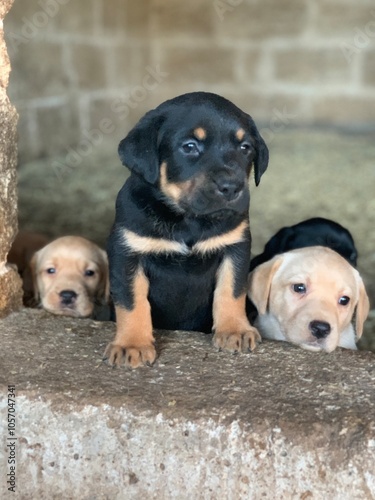 cuccioli