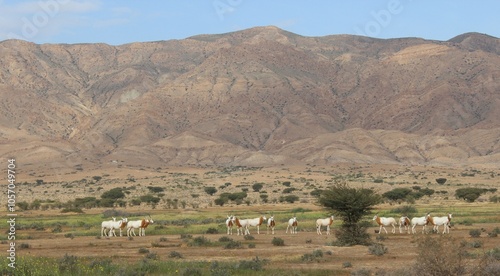 Savannah, North Afrika, Bouhedma National park, southern Tunisia photo