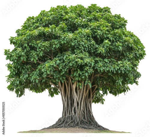 PNG A Banyan tree banyan isolated nature.