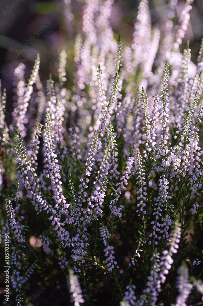 Fototapeta premium Beautiful decorative purple flowers of Calluna Common Heather in garden. Vertical crop.