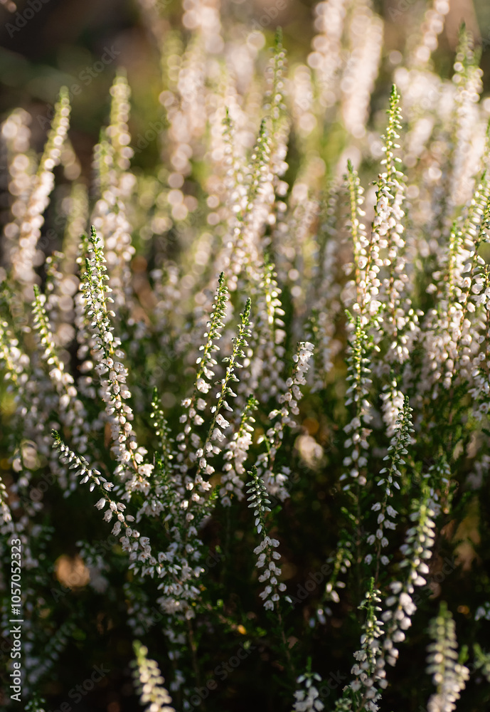 Selective focus bush of wild white flowers Calluna vulgaris. Vertical crop. Selective focus bush of wild white flowers Calluna vulgaris. Vertical crop.
