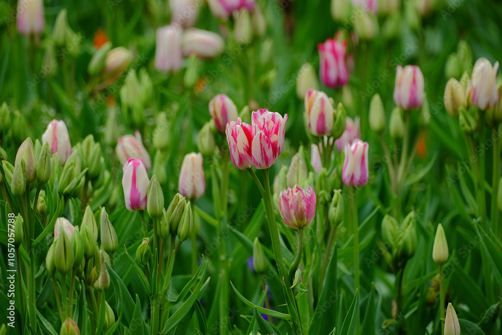Obraz premium Close-Up of Pink and White Tulips in Bloom