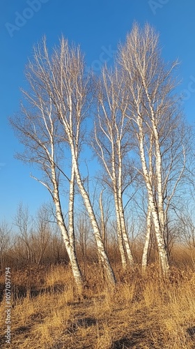 birch trees in autumn