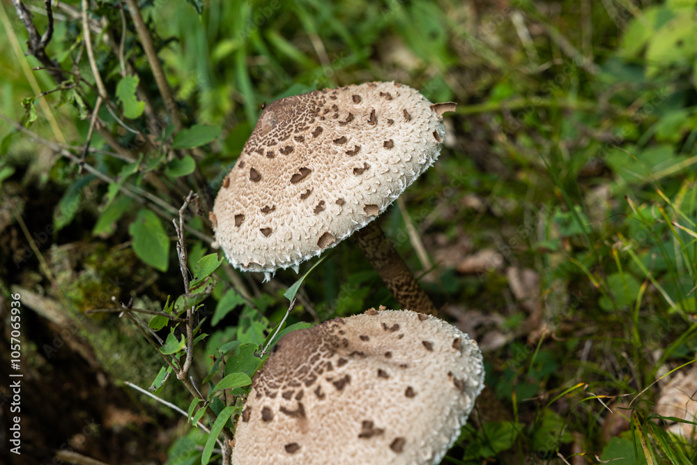 vista macro di una coppia di esemplari di funghi mazza ddi tamburo in un ambiente naturale di montagna, a fine estate, durante il giorno vista macro di una coppia di esemplari di funghi mazza ddi tamburo in un ambiente naturale di montagna, a fine estate, durante il giorno