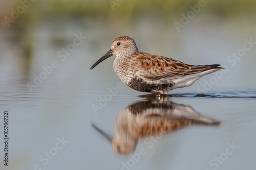 Dunlin - adult bird at a wetland on the spring migration 