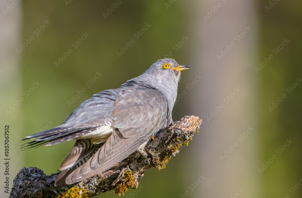 Common cuckoo - in spring at a wet forest Common cuckoo - in spring at a wet forest