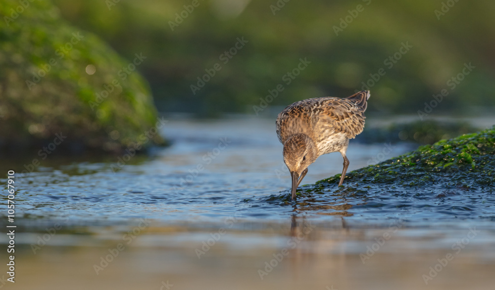 Dunlin - at a seashore on the autumn migration way
Dunlin - at a seashore on the autumn migration way
