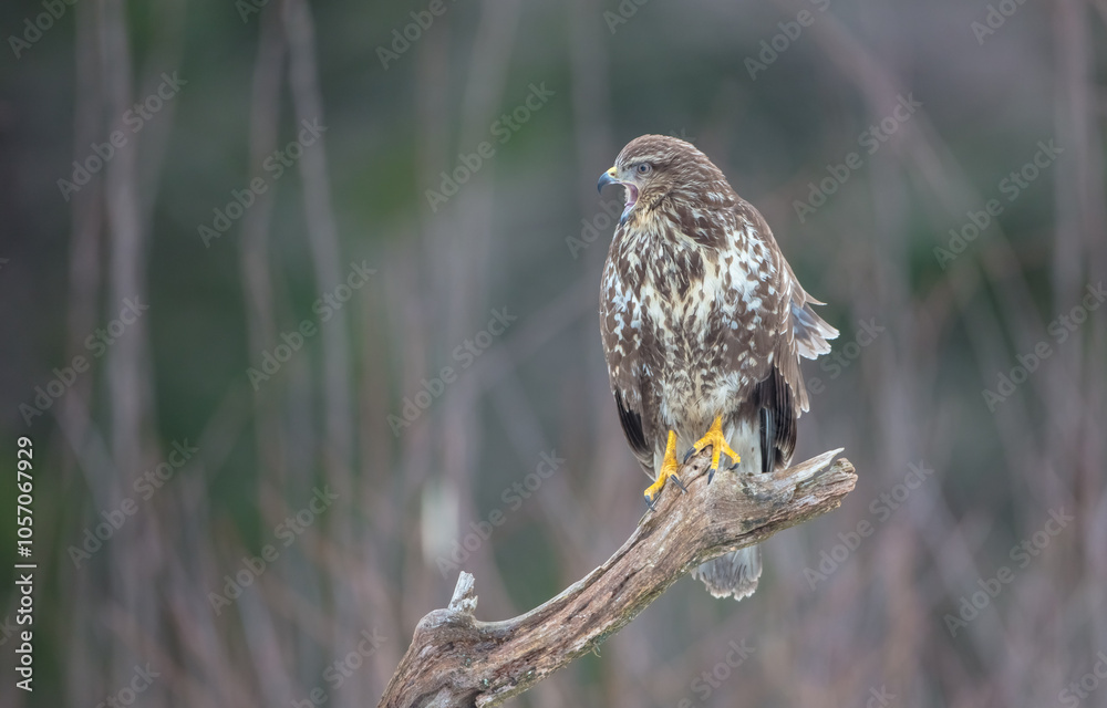 Fototapeta premium Common Buzzard in winter at a wet forest