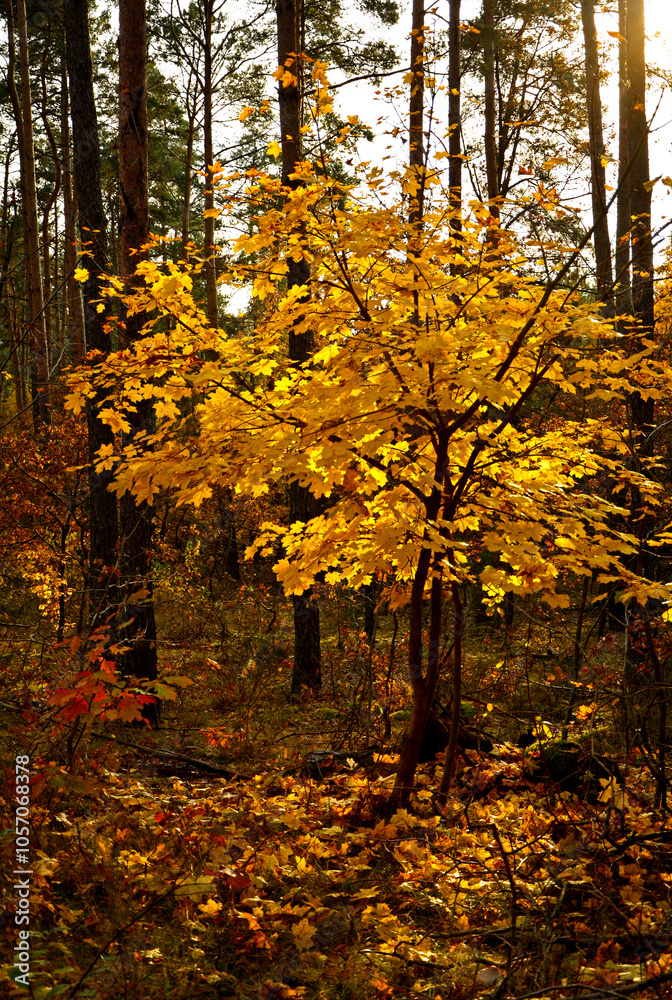kolory jesieni, zółte liście jesinne, jesień w parku, żółte drzewo w parku, złota, polska jesień, światło cień, autumn colors, yellow autumn leaves, Klon jesienia, Acer, las jesienią kolory jesieni, zółte liście jesinne, jesień w parku, żółte drzewo w parku, złota, polska jesień, światło cień, autumn colors, yellow autumn leaves, Klon jesienia, Acer, las jesienią