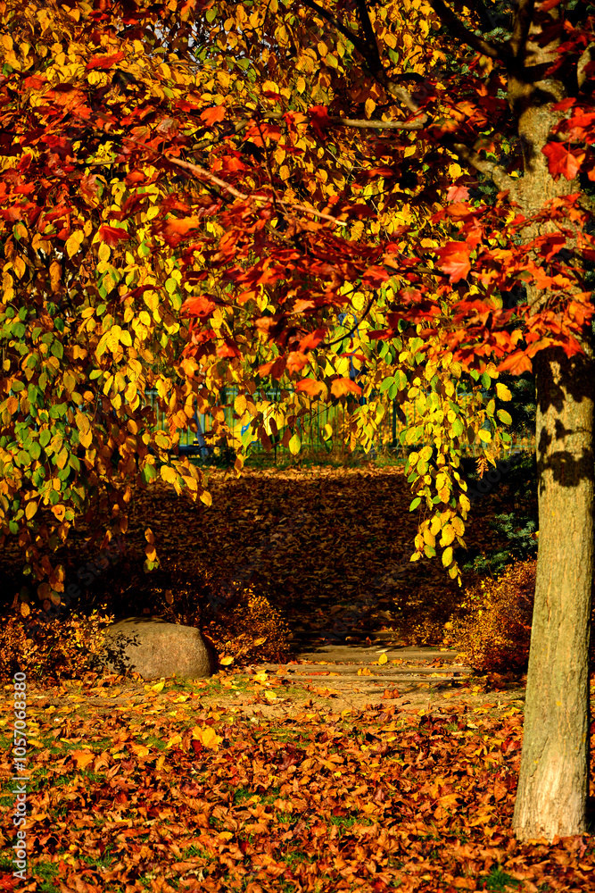 aleja w parku jesienią, ścieżka w parku z jesiennymi, kolorowymi drzewami, path in the park with autumn colorful trees