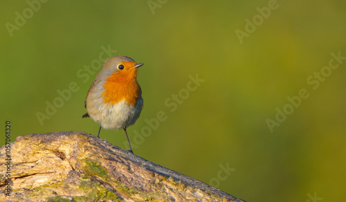 The European robin - at the wet forest in autumn