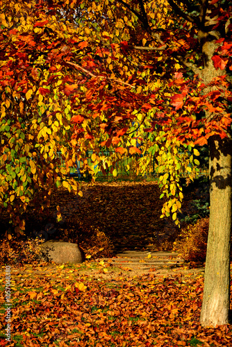 Obraz na płótnie aleja w parku jesienią, ścieżka w parku z jesiennymi, kolorowymi drzewami, path in the park with autumn colorful trees w salonie