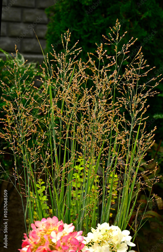 Proso rózgowate (Panicum virgatum), trawa ozdobna w ogrodzie