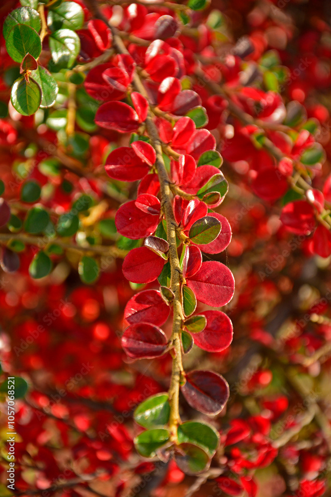 Irga pozioma, czerwone liście irgi poziomej jesienią, Cotoneaster horizontalis, pęd z czerwonymi liścmi irgi, Red leaves on the cotoneaster branch, red leaves of cotoneaster in autumn