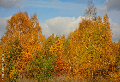 Fototapeta Naklejka Na Ścianę i Meble -  żółte brzozy jesienią, jesienne brzozy, Betula, yellow birches in autumn, autumn birches