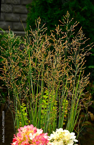 Obraz na płótnie Proso rózgowate (Panicum virgatum), trawa ozdobna w ogrodzie w salonie
