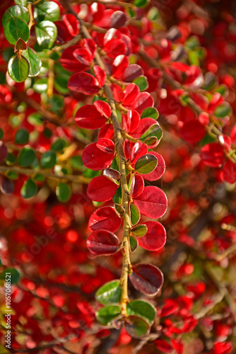 Obraz na płótnie Irga pozioma, czerwone liście irgi poziomej jesienią, Cotoneaster horizontalis, pęd z czerwonymi liścmi irgi, Red leaves on the cotoneaster branch, red leaves of cotoneaster in autumn w salonie