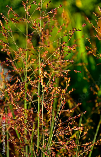 Proso rózgowate (Panicum virgatum), trawa ozdobna photo