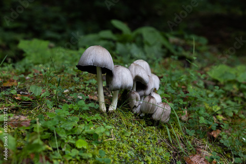 vista macro di un gruppo di funghi dal cappello concavo e dalle sfumature di colore grigio su un terreno verde, coperto da tante piccole piante photo