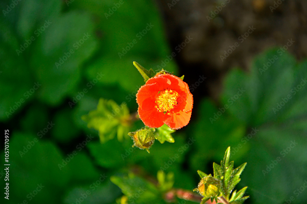 Kuklik szkarłatny, Geum coccineum, pomarańczowe kwiaty, Geum coccineum borisii or dwarf orange avens orange flower with green background