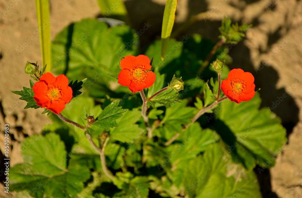 Kuklik szkarłatny, Geum coccineum, pomarańczowe kwiaty, Geum coccineum borisii or dwarf orange avens orange flower with green background