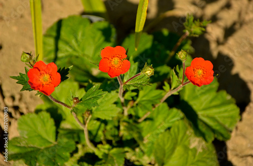 Obraz na płótnie Kuklik szkarłatny, Geum coccineum, pomarańczowe kwiaty, Geum coccineum borisii or dwarf orange avens orange flower with green background
w salonie