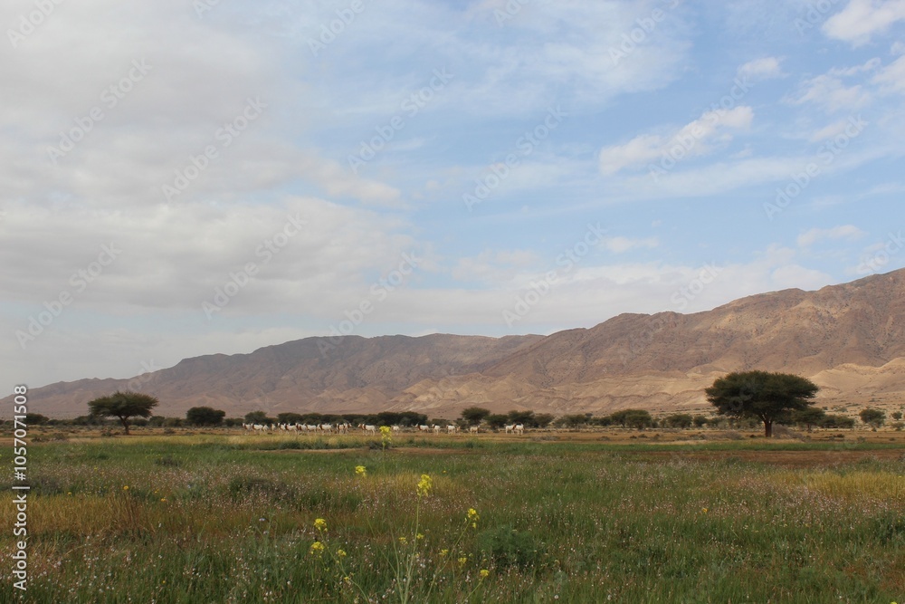 Savannah, North Afrika, Bouhedma National park, southern Tunisia Savannah, North Afrika, Bouhedma National park, southern Tunisia