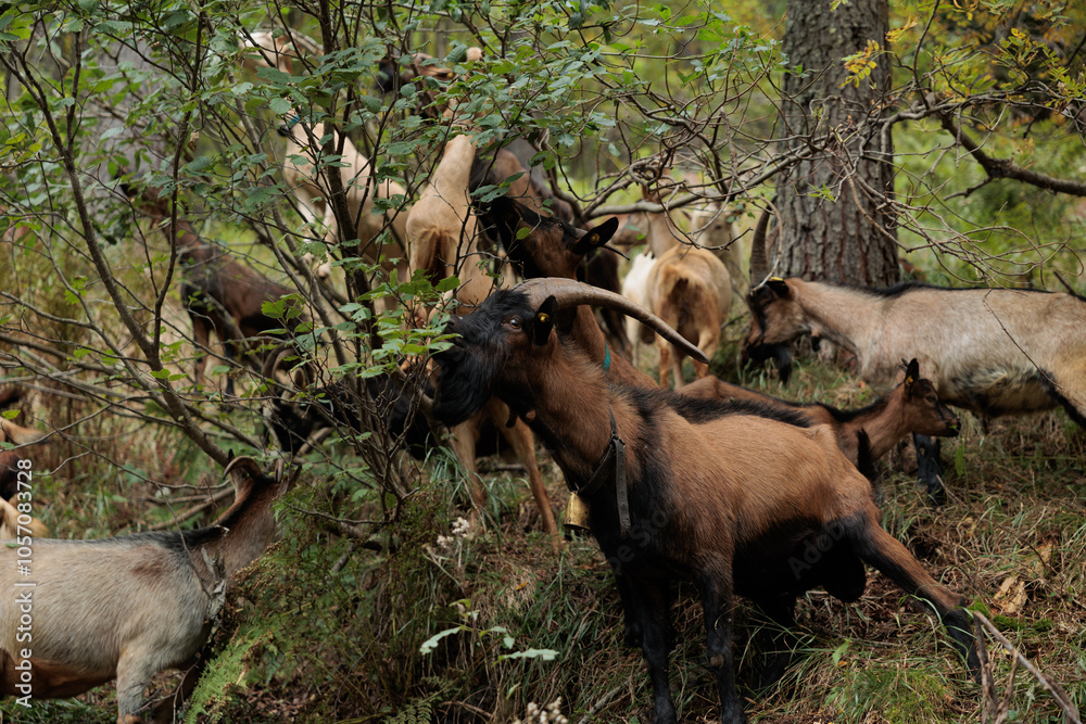 dettagli di giovani capre dal pelo marrone e bianco che mangiano le foglie di alcune piccole piante lungo il pendio erboso di una montagna