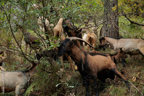 Obraz na płótnie dettagli di giovani capre dal pelo marrone e bianco che mangiano le foglie di alcune piccole piante lungo il pendio erboso di una montagna w salonie