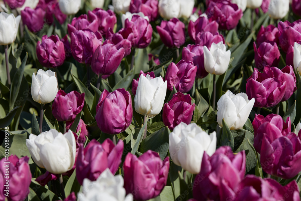 Tulip flowers in purple and white colors texture background in spring sunlight Tulip flowers in purple and white colors texture background in spring sunlight