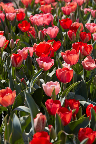 Tulip flowers in red and pink colors texture background in spring sunlight