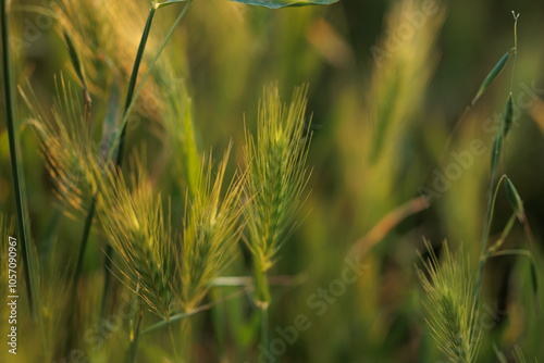 vista macro di spighe verdi di piante basse naturali simili al grano in un campo, di giorno, in primavera photo