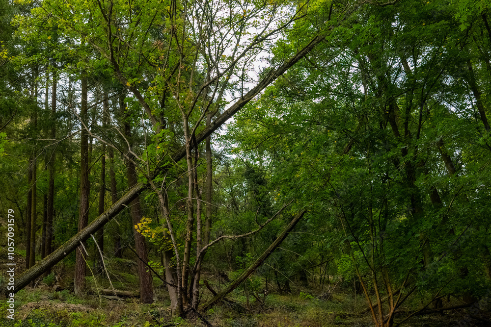 Fototapeta premium A fallen tree lies in the middle of a dense forest, surrounded by tall green trees