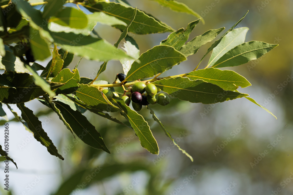 foglie verdi e bacche verdi e nere di una pianta di alloro, di giorno, in primavera