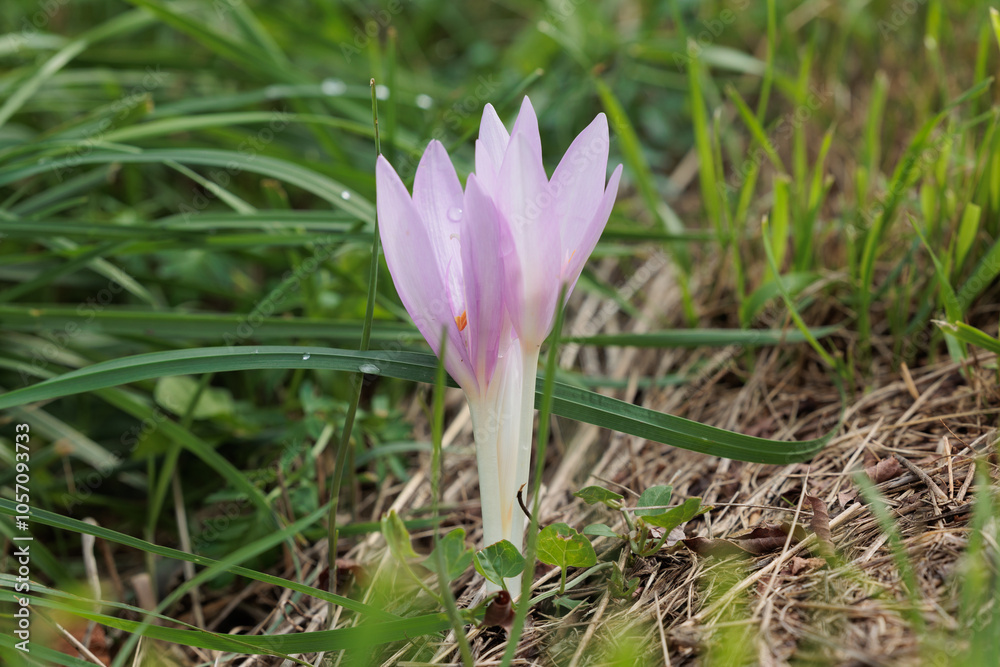vista macro, frontale e dal basso, di alcuni esemplari di fiori di crocco rosa su un terreno morbido coperto da erba vista macro, frontale e dal basso, di alcuni esemplari di fiori di crocco rosa su un terreno morbido coperto da erba