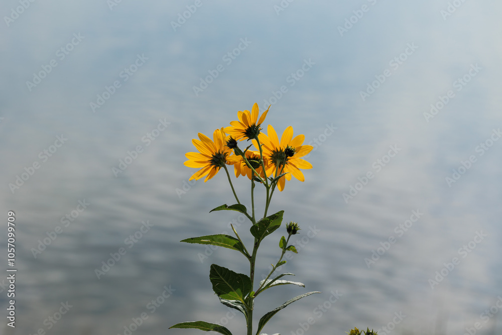 pianta con foglie verdi e fiori gialli in primo piano. superficie d'acqua tranquilla e senza onde, di un fiume o di mare, di giorno