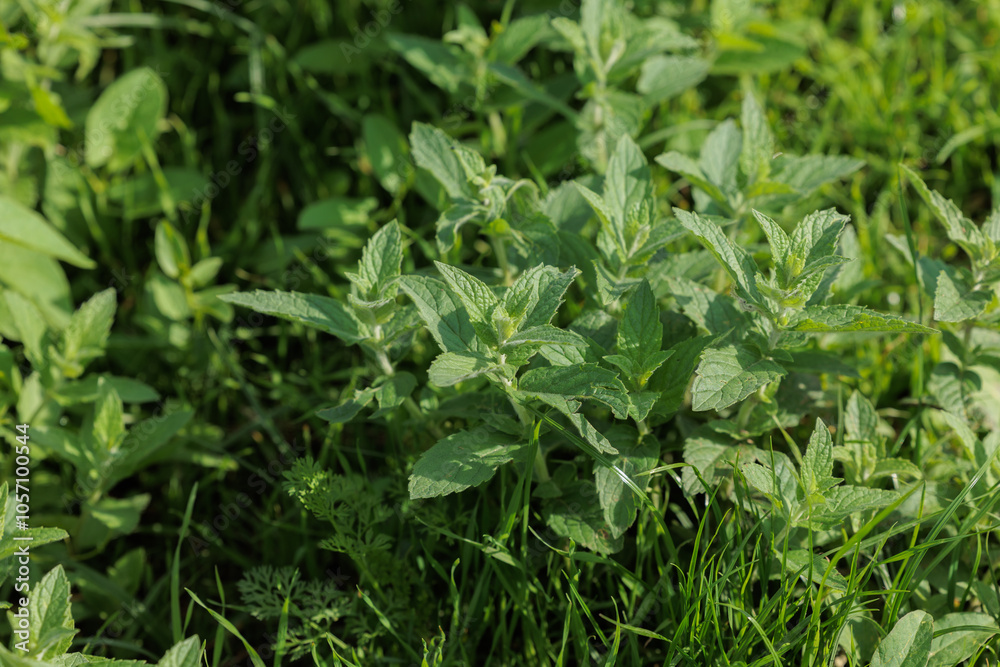 vista macro di alcune piante selvatiche di menta, dalle foglie verdi, in un ambiente di campagna, di giorno, in primavera vista macro di alcune piante selvatiche di menta, dalle foglie verdi, in un ambiente di campagna, di giorno, in primavera